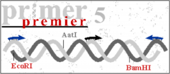 <b>Primer Premier 5破解版下载安装教程</b>